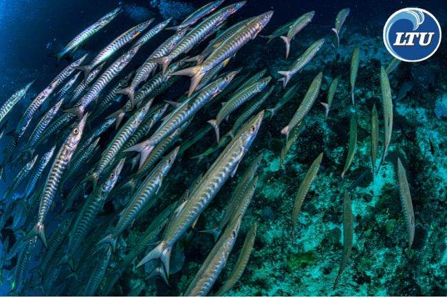 Here Are Barracuda Appearance and Behavior 